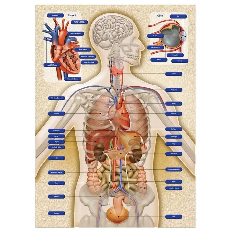 Jogo Anatomia (Orgãos e Sistema Corpo Humano) - Loja Grow